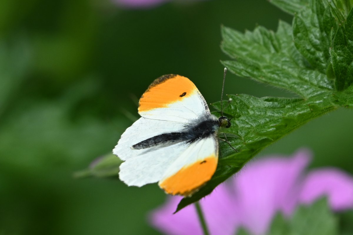 Orange tip butterfly in my garden this morning