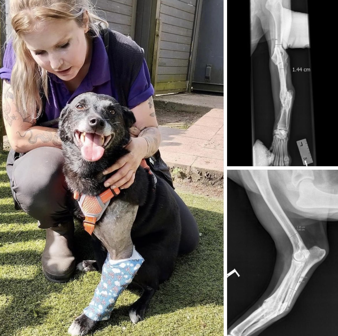 Precious Errol had his operation to straighten his remaining front leg. If anyone could spare a pound or two towards the £4,000 cost we’d be so very grateful 🙏 dogs4rescue.co.uk/donate Surgery was the only course of action to give this boy the chance of a pain-free life. The