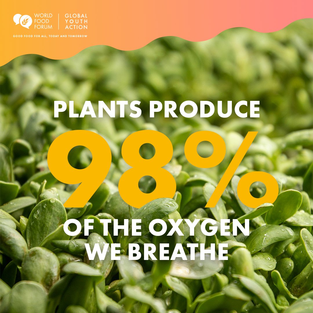 🌿 Happy International Day of Plant Health! Let's unite to protect our vital green friends.

#WorldFoodForum #GoodFoodForAll #PlantHealthDay