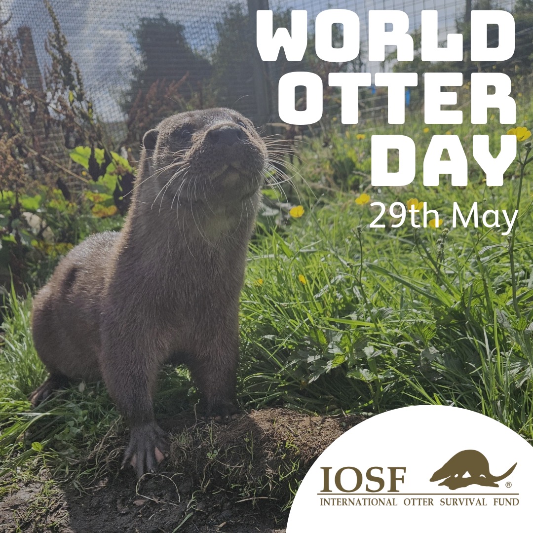 Otter enthusiast celebrating World Otter Day on May 29th! 🌊 Let's raise awareness and protect these adorable and vital creatures. #WorldOtterDay #OtterLove @IOSF