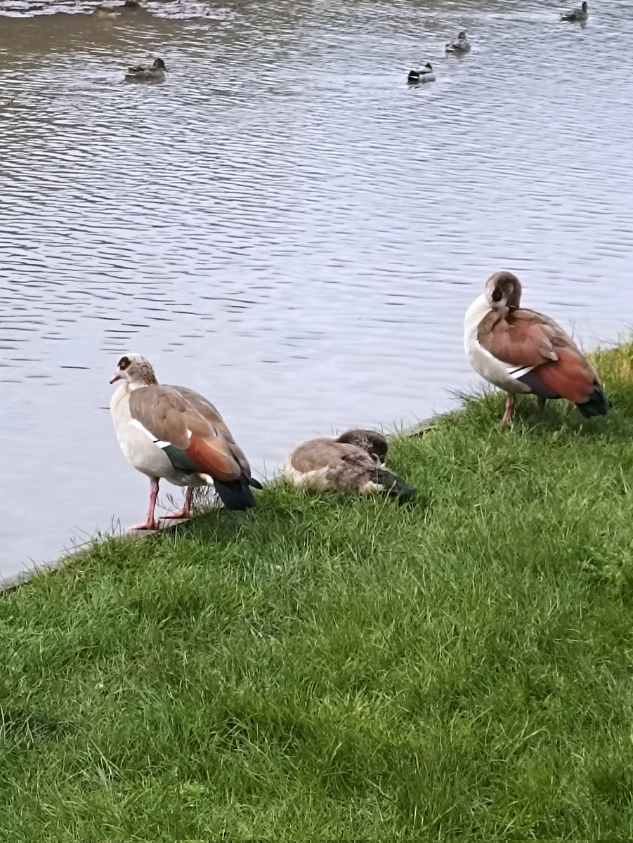 Vichawan (Print) Sakulsupich tweet media