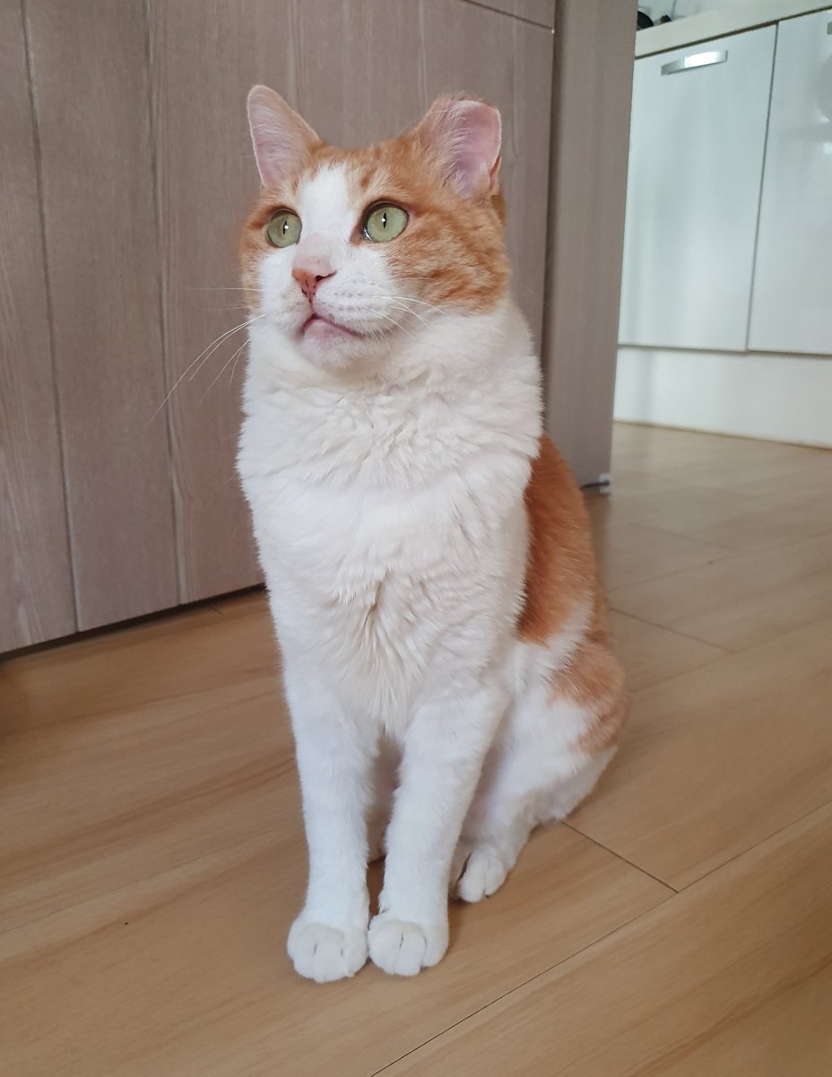 이제 완벽한 집냥이가 되었습니다