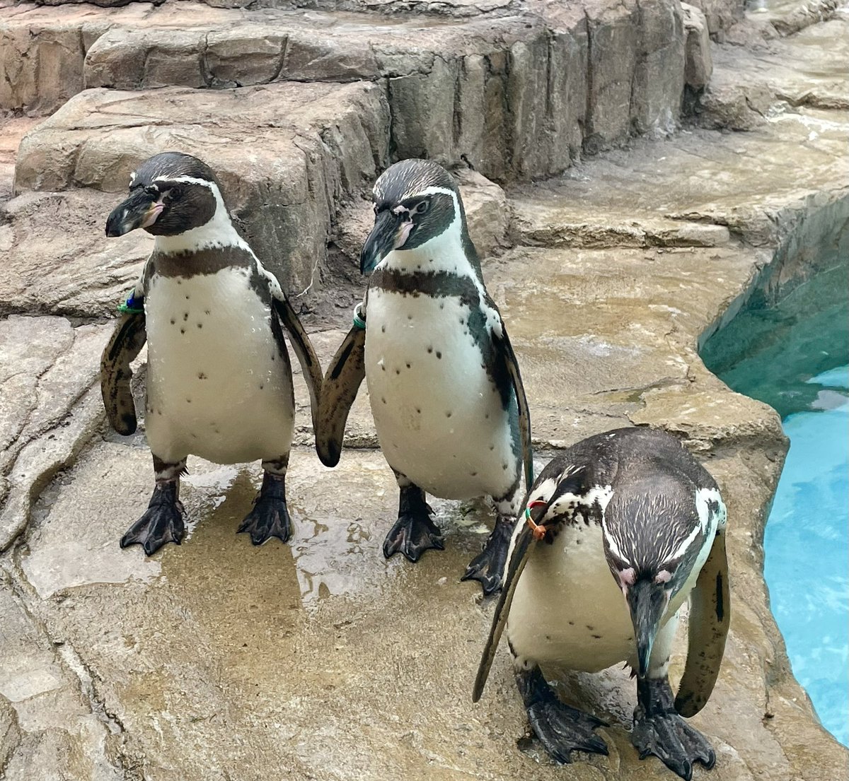 5月13日(月)は、休園日です。

#熊本市動植物園
#フンボルトペンギン
#左ラン♂
#中央ジュン♂
#右オパール♀