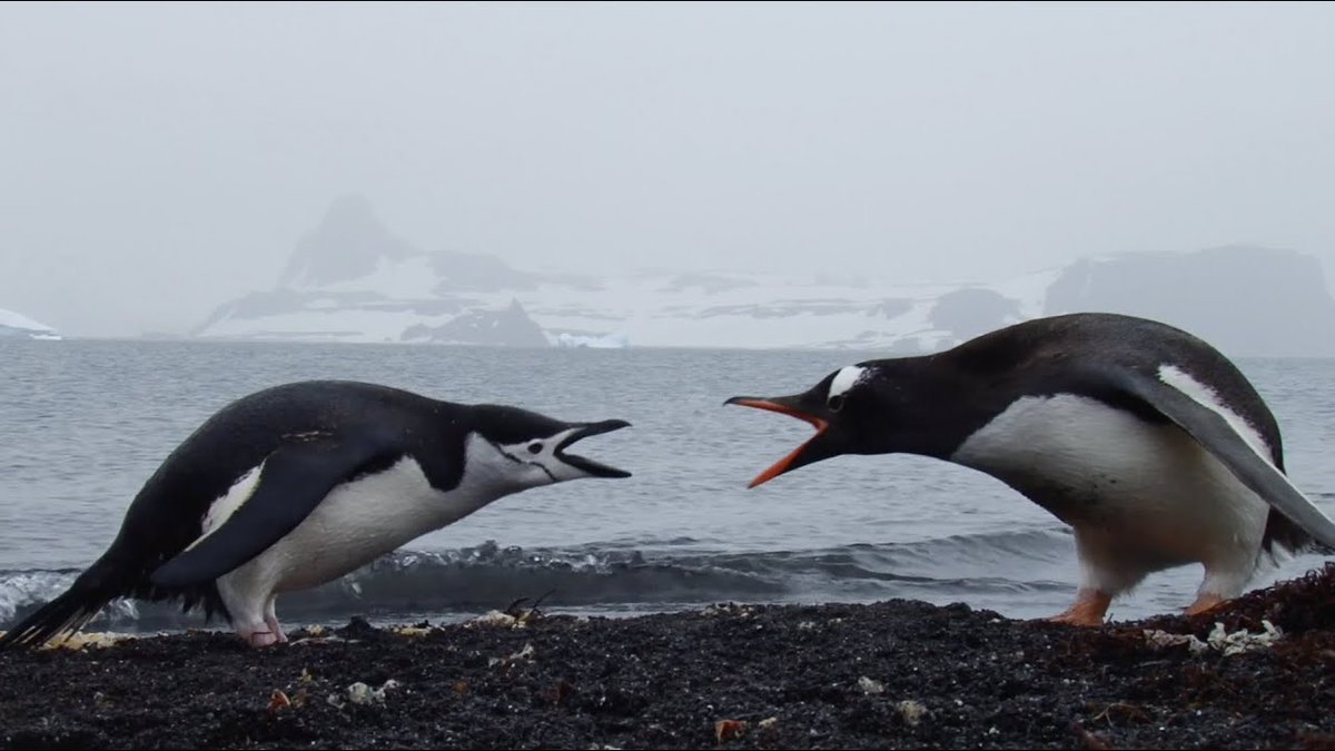 Another one of those wildlife photographs that have paleoart vibes. Chinstrap and gentoo penguin having a bit of a disagreement.