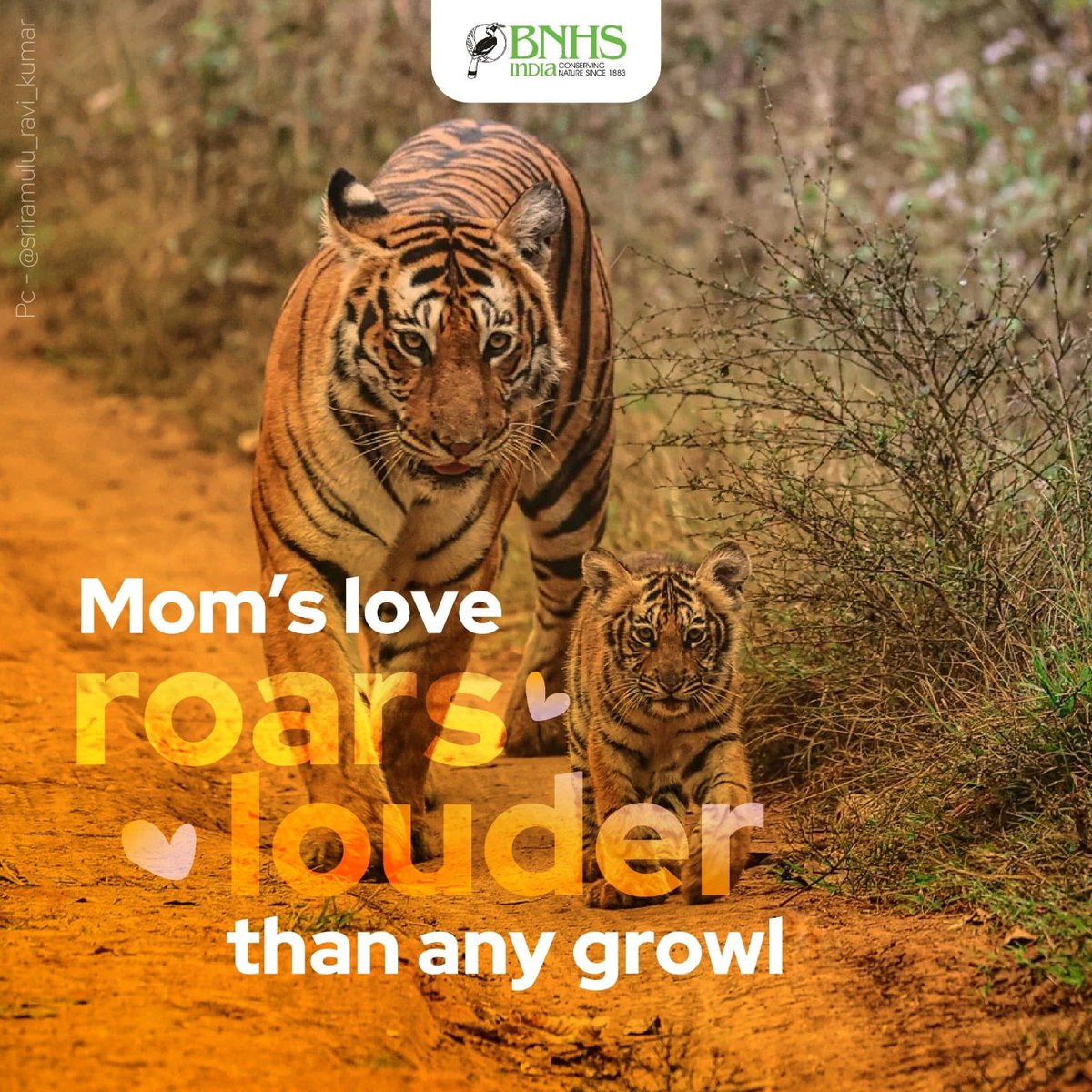 Roaring shoutout to all moms out there - you're pawsitively purrfect! ❤️

#BNHS #MothersDay