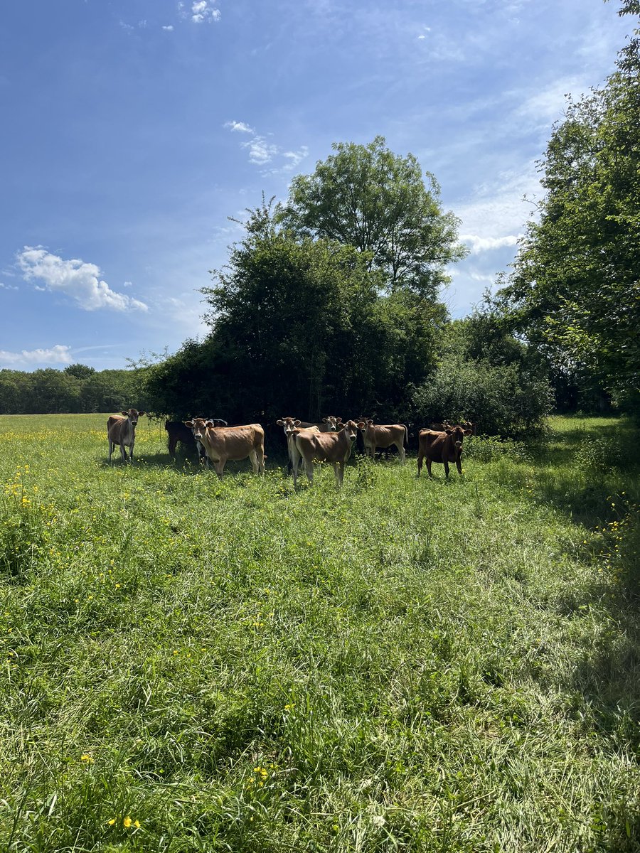 Aller voir mes belles car elles ne sont pas proches de la ferme, passer un moment tout doux avec, tout va bien.🩷 Elles n’étaient pas très loin de l’entrée du près mais sont quand mêmes venues me voir pour profiter de qq gratouilles dominicales 🌞 Bonne journée X. 🌸 #FrAgTw