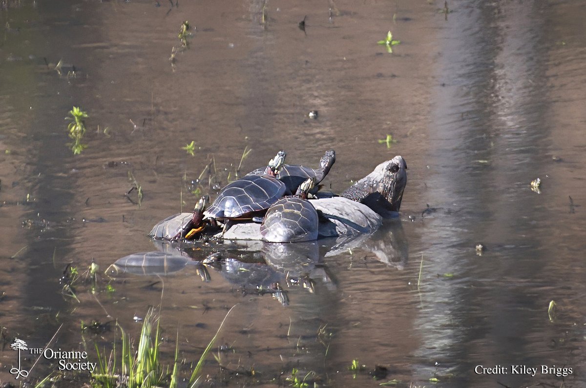 Free #snappingturtle rides! Kidding aside, Kiley recently spotted Painted Turtles basking on the back of a Common Snapping Turtle. Basking #turtles are generally tolerant of each other and aren’t shy about piling up, but usually such pileups occur on a rock or log, not a snapper.