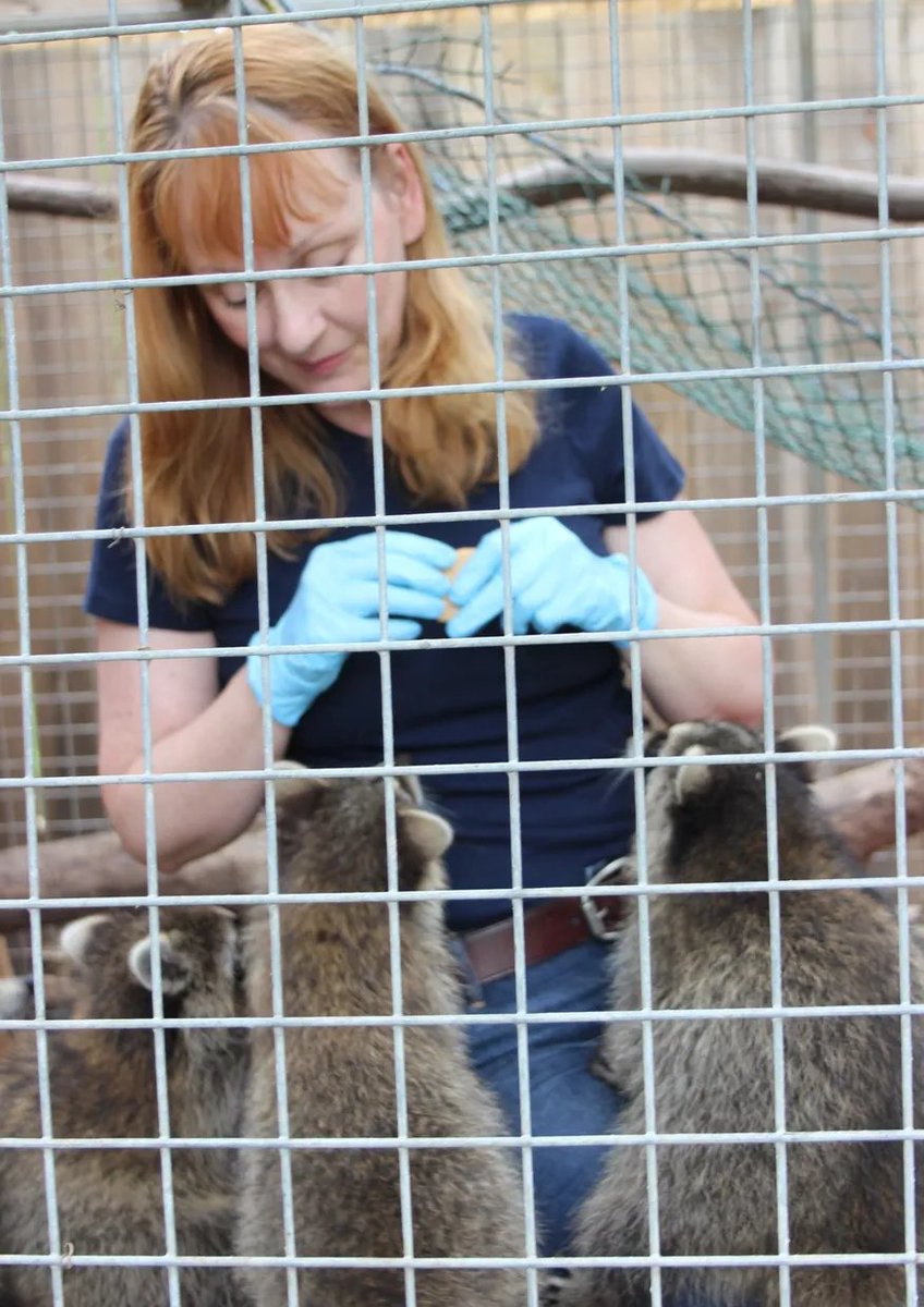 ComparativeCognitionSociety (@comparativecog) on Twitter photo Next year's CCS research award winner is the excellent Prof. Suzanne MacDonald for her leading contributions to our understand of animal minds and behaviour. Congratulations and well deserved!!
<a href="/YorkPsyc/">Suzanne MacDonald</a>🦝🦧🐭🐢🐺🦙🐍🦁 Next year's CCS research award winner is the excellent Prof. Suzanne MacDonald for her leading contributions to our understand of animal minds and behaviour. Congratulations and well deserved!!
<a href="/YorkPsyc/">Suzanne MacDonald</a>🦝🦧🐭🐢🐺🦙🐍🦁