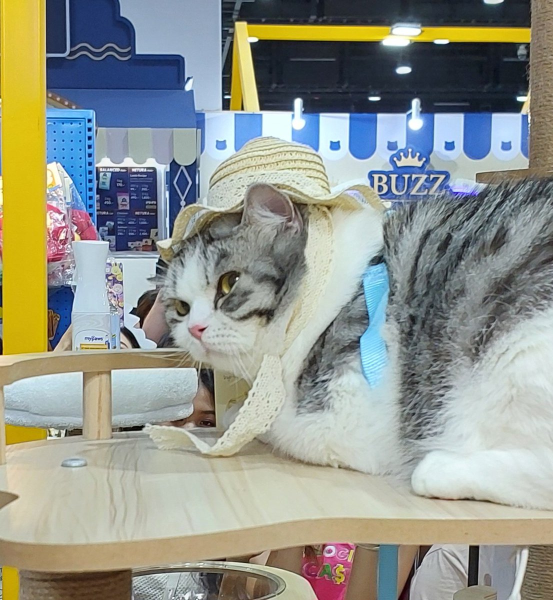 .ぷらい-นิรนาม tweet media