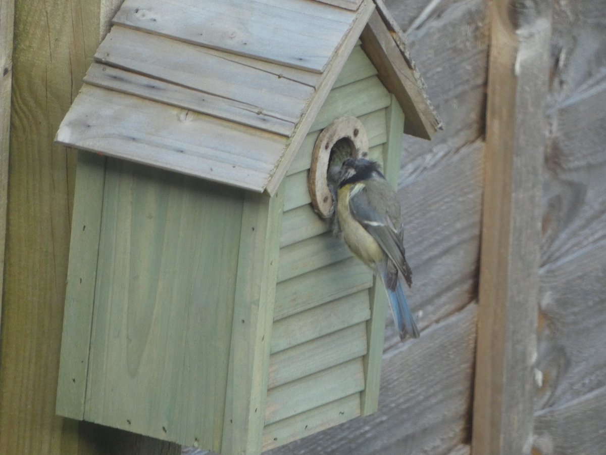 Blue tit has found floof for the nest  #NaturePhotograhpy #nature #wildlifephotography #wildlife #photograghy #birds #birdphotography #bluetit