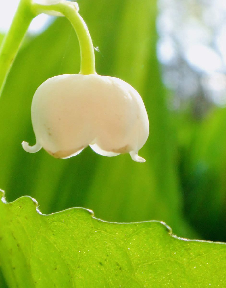 @DailyPicTheme2 A tiny little flower, but the Lily of the Vally is so #aromatic!