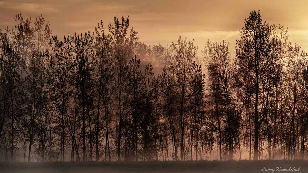 Sunrise through the Trees #sunrise #sunrisephotography #trees #NaturePhotography #ThamesCentrePhotographer #Ontario