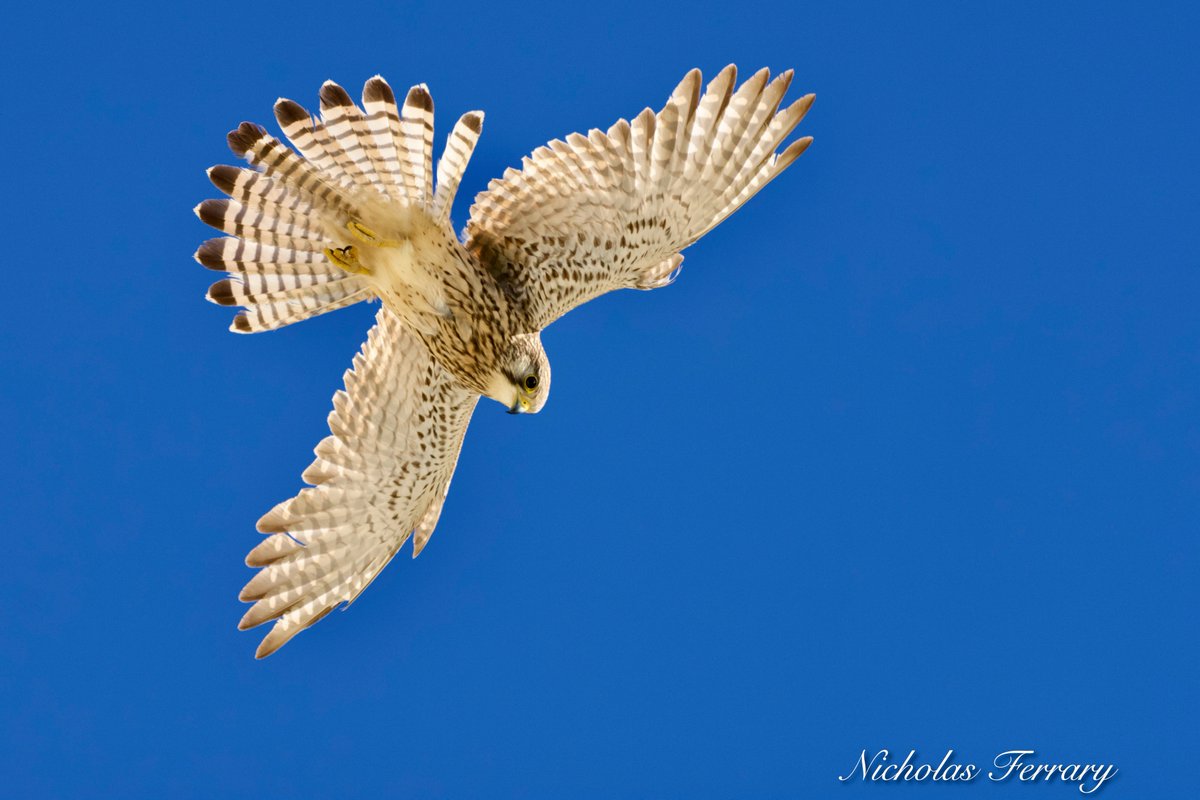 Kestrel in the nature reserve this morning