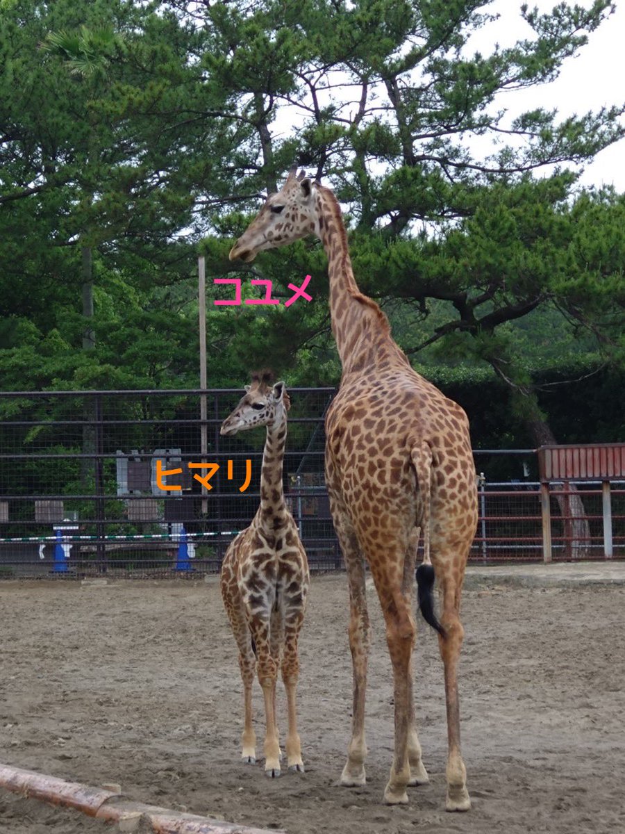 #マサイキリン の「コユメ」は
3頭のこどもを産んだお母さん♡

熊本市動植物園へお嫁入りしたメスの「コナツ」、宮崎で一緒に暮らしているオスの「ハルマ」とメスの「ヒマリ」がこどもたちです。

こどもたちを優しく見守る「コユメ」
いつもありがとう💐

#宮崎市フェニックス自然動物園
#母の日