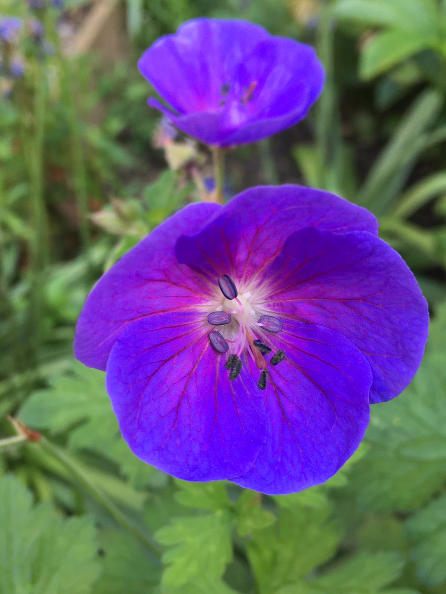Sarahflowers50's tweet photo. Good morning. The geraniums are flowering and it look sets to be another hot day.
Have a great Sunday
#GardeningX #GardensOfX #Springgarden #sundayvibes https://t.co/Hm2rgdfJwz