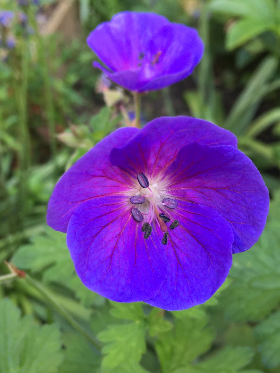 Good morning. The geraniums are flowering and it look sets to be another hot day. Have a great Sunday #GardeningX #GardensOfX #Springgarden #sundayvibes