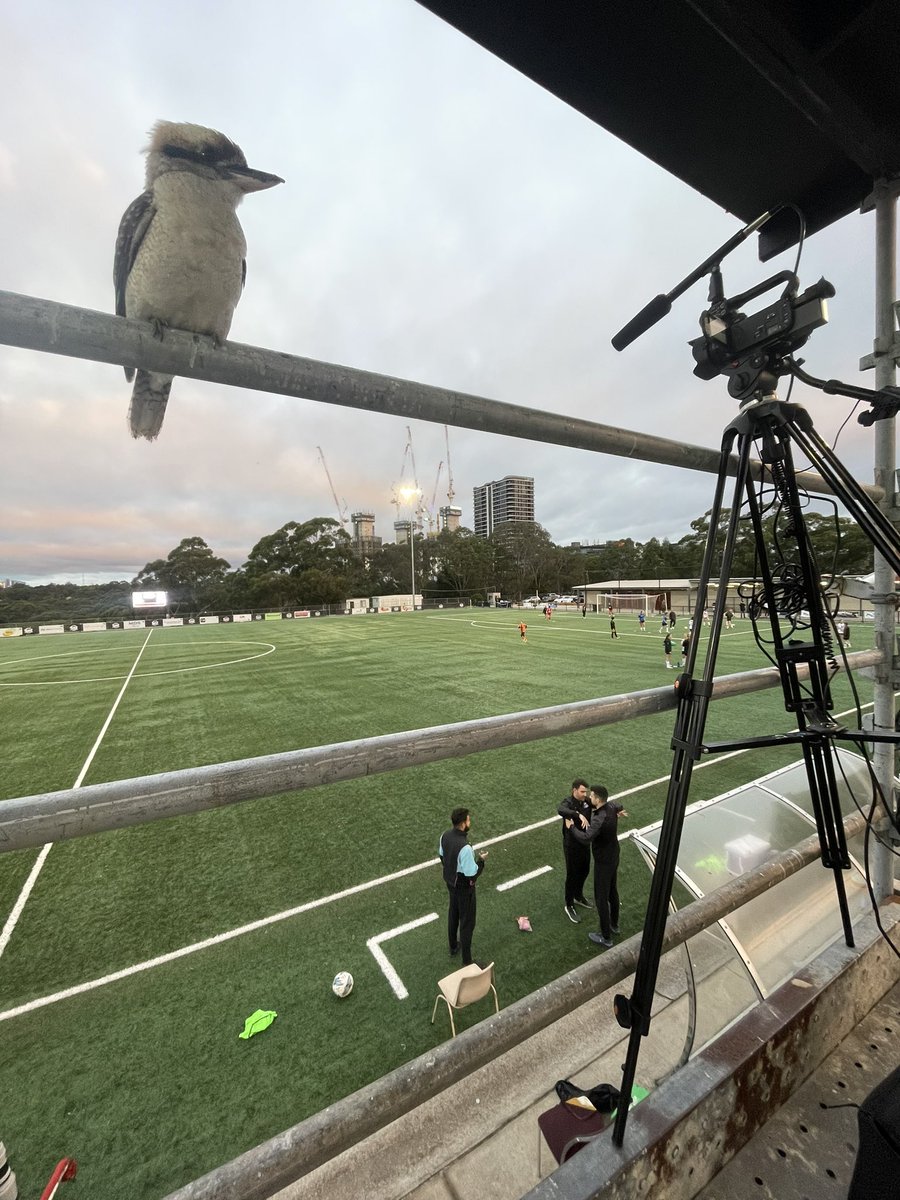 Commentating my first @NPLNSW game ⚽️🤍

Nice stadium, Christie Park. 

This kookaburra is freaking me out though 😬 

@RavenSportsClub v @Spartans_FC 

Good luck to both teams. 

#football