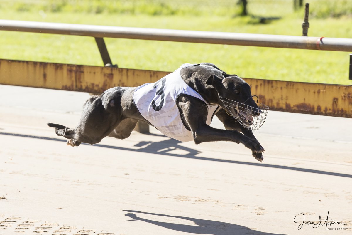 Austscapes's tweet photo. Past the post photos from Healesville 12th May 2024 can be viewed, and purchased, from the following link https://t.co/UGcfbGxVPQ
@GRV_News @HVLGreys @DimityMaher @peitae @RacingGreyhound @GreyRecorder https://t.co/GeSp5DXeNJ
