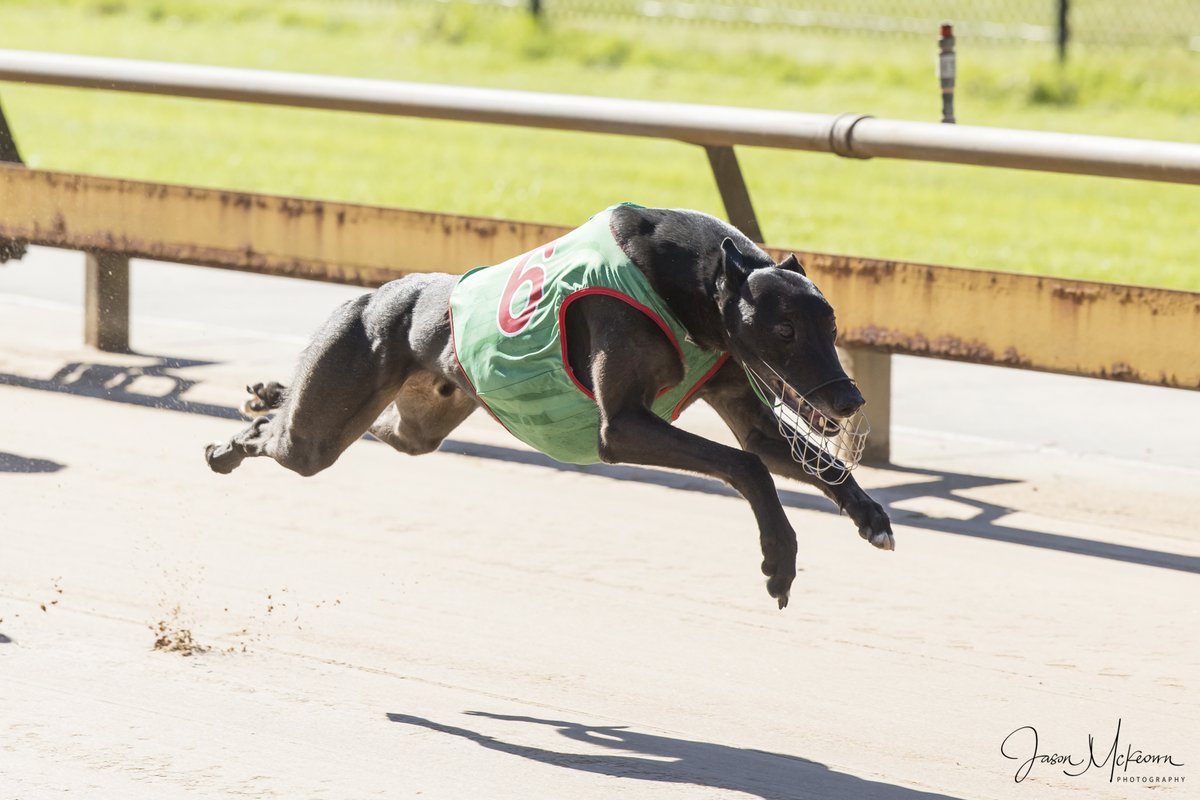 Austscapes's tweet photo. Past the post photos from Healesville 12th May 2024 can be viewed, and purchased, from the following link https://t.co/UGcfbGxVPQ
@GRV_News @HVLGreys @DimityMaher @peitae @RacingGreyhound @GreyRecorder https://t.co/GeSp5DXeNJ