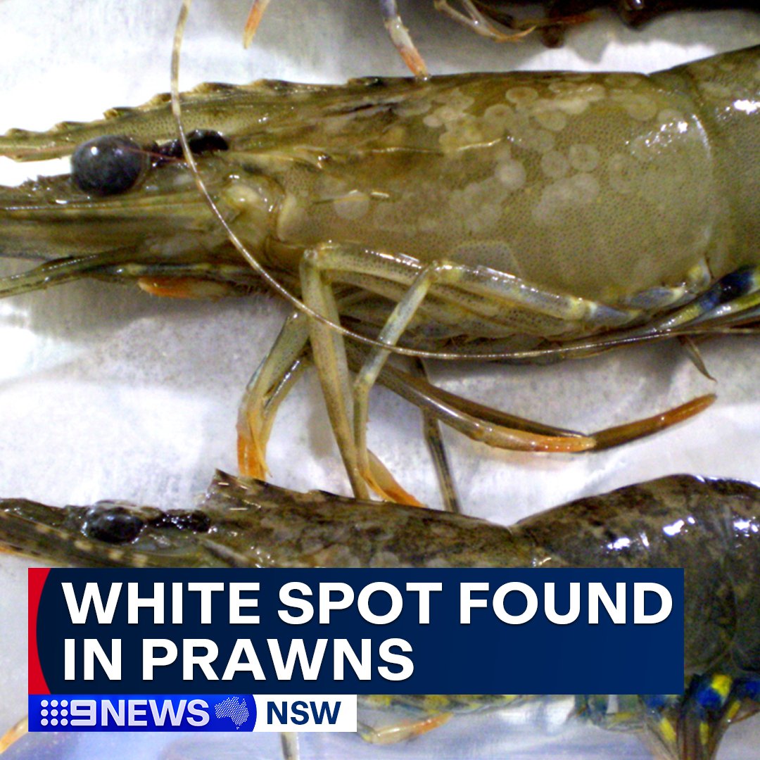 Authorities have detected white spot syndrome virus in wild-caught school prawns near Evans Head, in northern NSW. While white spot does not pose a threat to human health or food safety, the virus is highly contagious among crustaceans and often has devastating and fatal impacts…