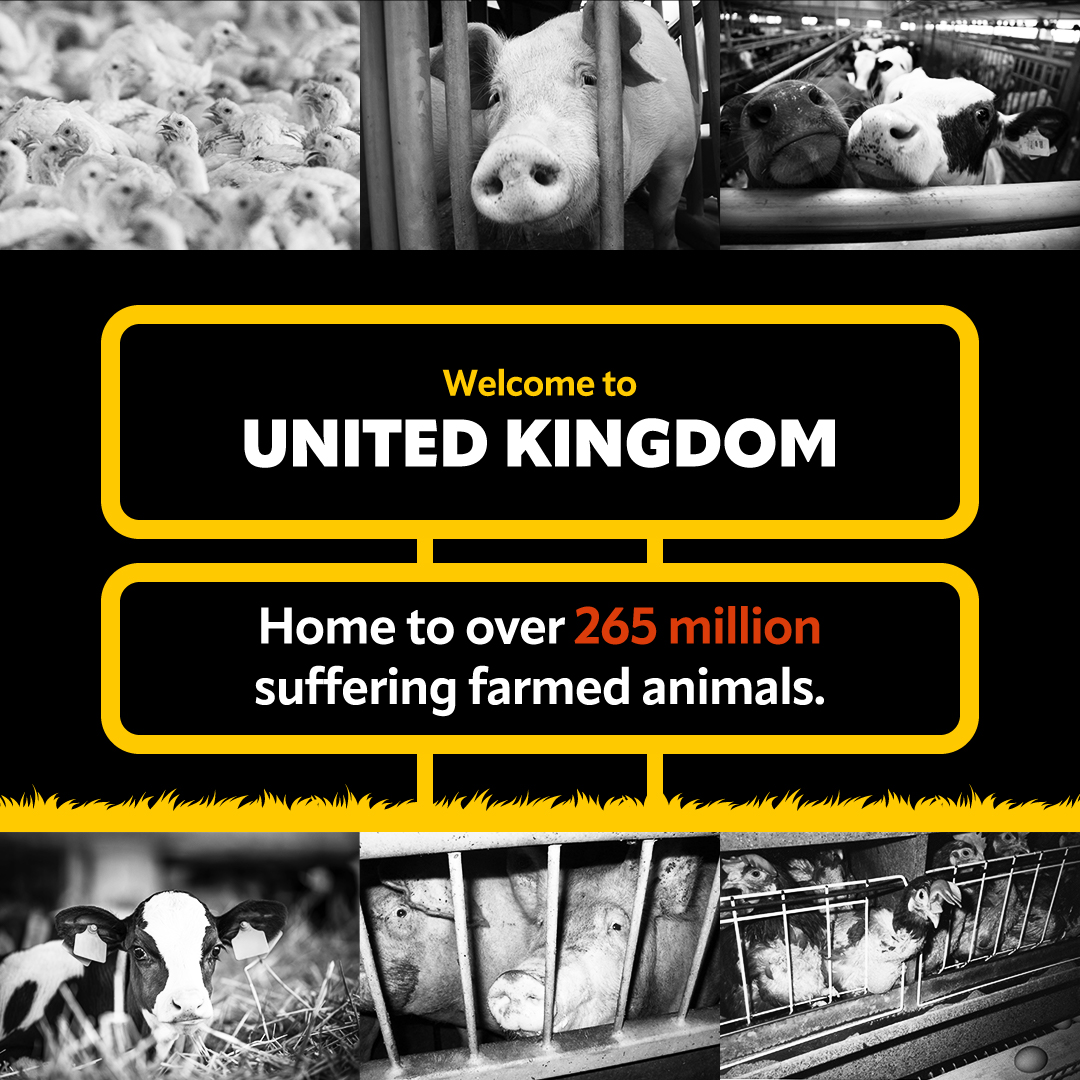 85% of farmed animals in the UK are reared on factory farms. Please donate to END IT, here, and around the world. You can help #EndIt ➡️ bit.ly/3yb2ohj