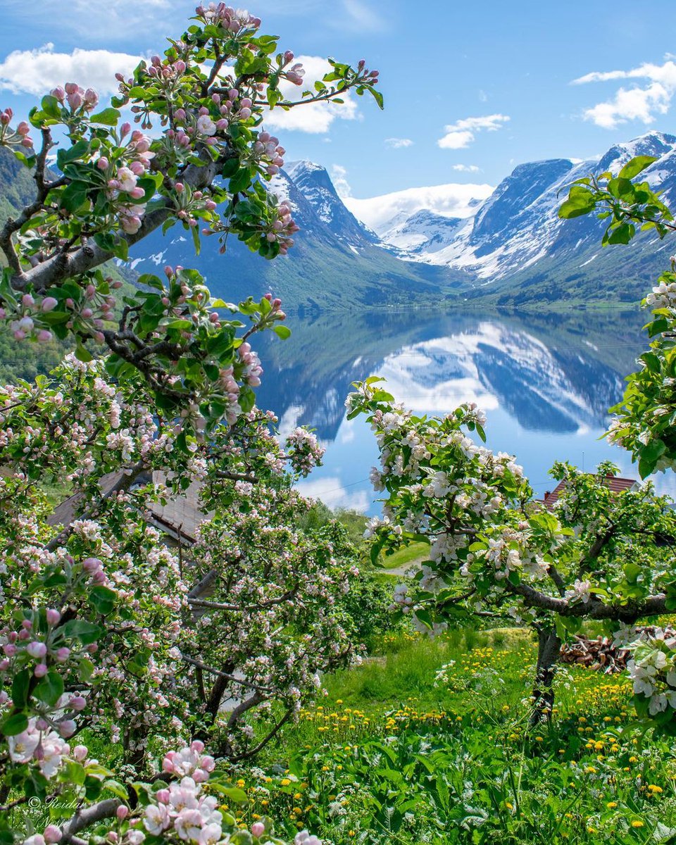 Blooming 🌸 apple🍎 trees by the beautiful lake in Oppstryn 🇧🇻 Beautiful Sunday 🌞🗻