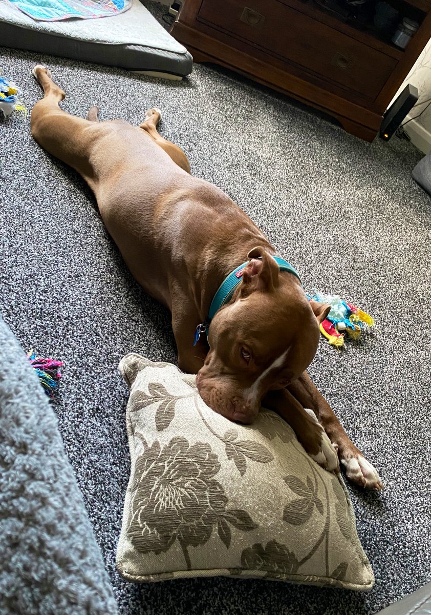 Sunday sploot, had a jump about like a loony, toys and cushions everywhere, time for a chill on a cushion #CushionHog #staffy #staffie #Dogs #DogsLife #DogsOfTwitter #DogsOfX