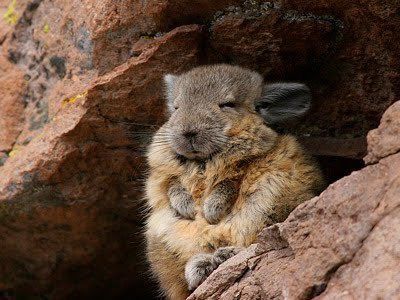 Everyone should know that this animal exists. It's a Viscacha. The Viscacha is known for always looking sad, disappointed, and needing a nap. They are my new spirit animal.