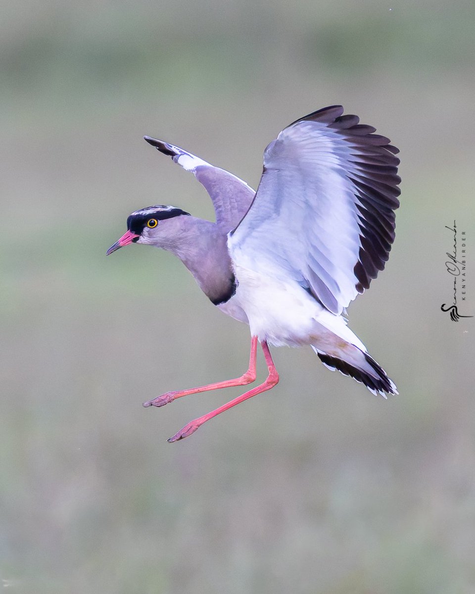 Crowned Lapwing