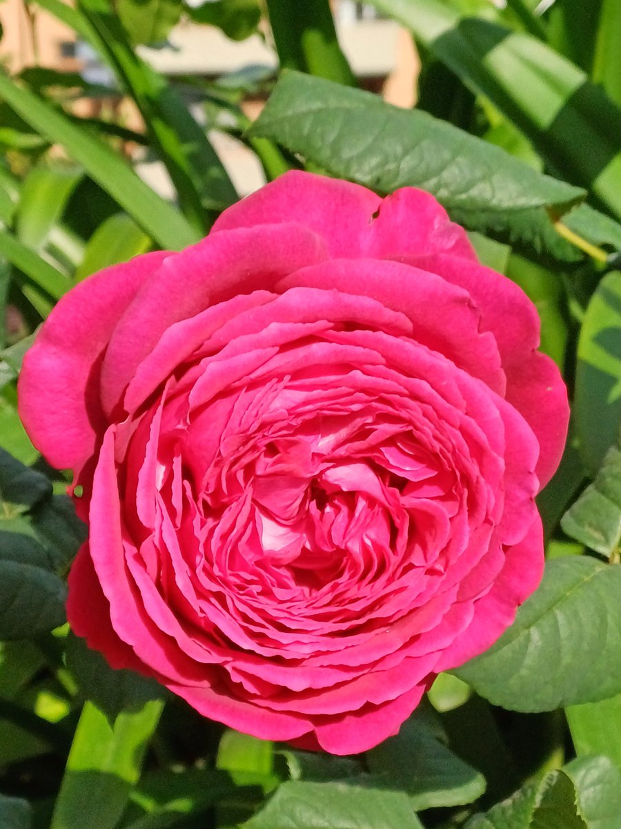 56audrey57's tweet photo. #BestPhotoOfTheWeek
I don't have #AuroraBorealis also
But a beautiful rose is always welcome. Wednesday pic in my workplace garden π₯°π©· https://t.co/IT1r9pF6rZ