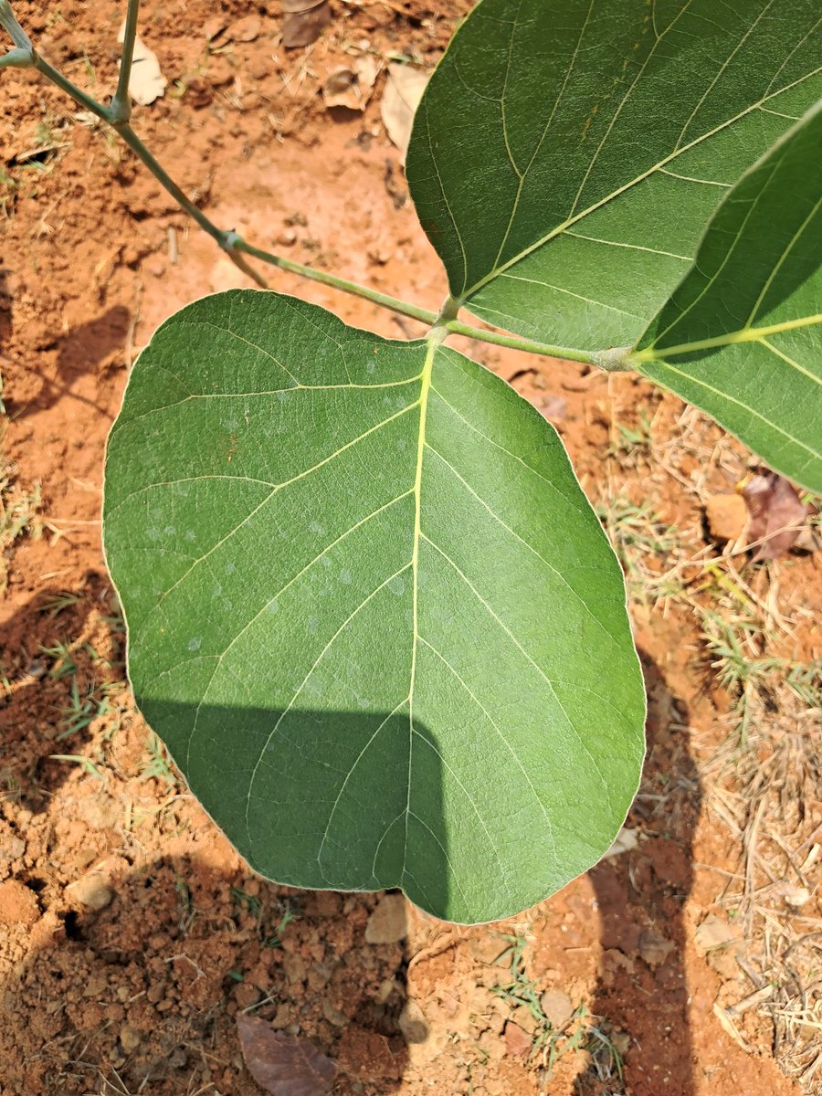 Planted 22 native tree saplings today morning in the adjoining govt park land in North #Bengaluru.

Bought everything from GKVK &amp; forest dept nursery at Hebbal lake for under Rs. 1000. 

Inspired by the terrible heat wave of 2024. Planning to plant more in early June. 😊