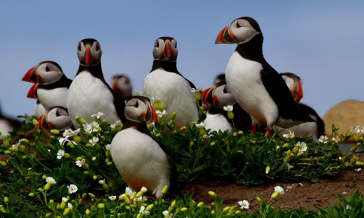 #SuperSeabirdSunday @SteelySeabirder Here are some Puffins on the Northumberland coast David.