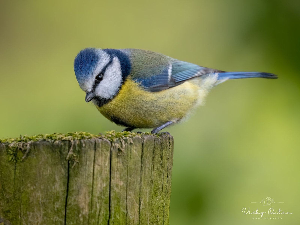 Blue tit 

linktr.ee/vickyoutenphoto

#wildlife #bbccountryfilemagpotd #photooftheday #BBCWildlifePOTD  #BBCSpringwatch #wildlifeuk @ThePhotoHour @Team4Nature @Britnatureguide @NatureUK @wildlifemag #bluetit