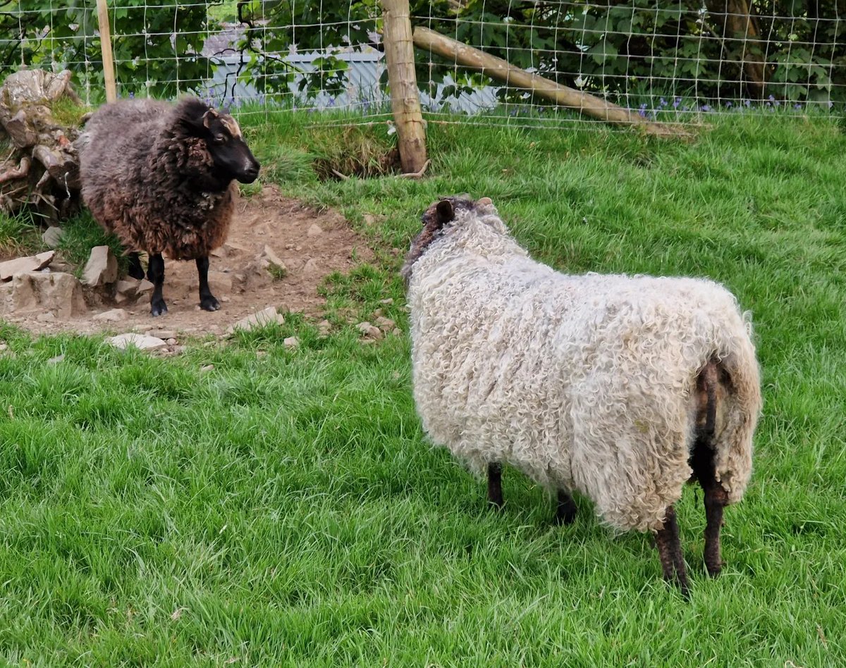 Dagging finished! All now clean and fresh! 💚

#animalsanctuary #sheep365 #spring #nonprofit #amazonwishlist #grass #animallovers #foreverhome 

woollypatchworksheepsanctuary.uk