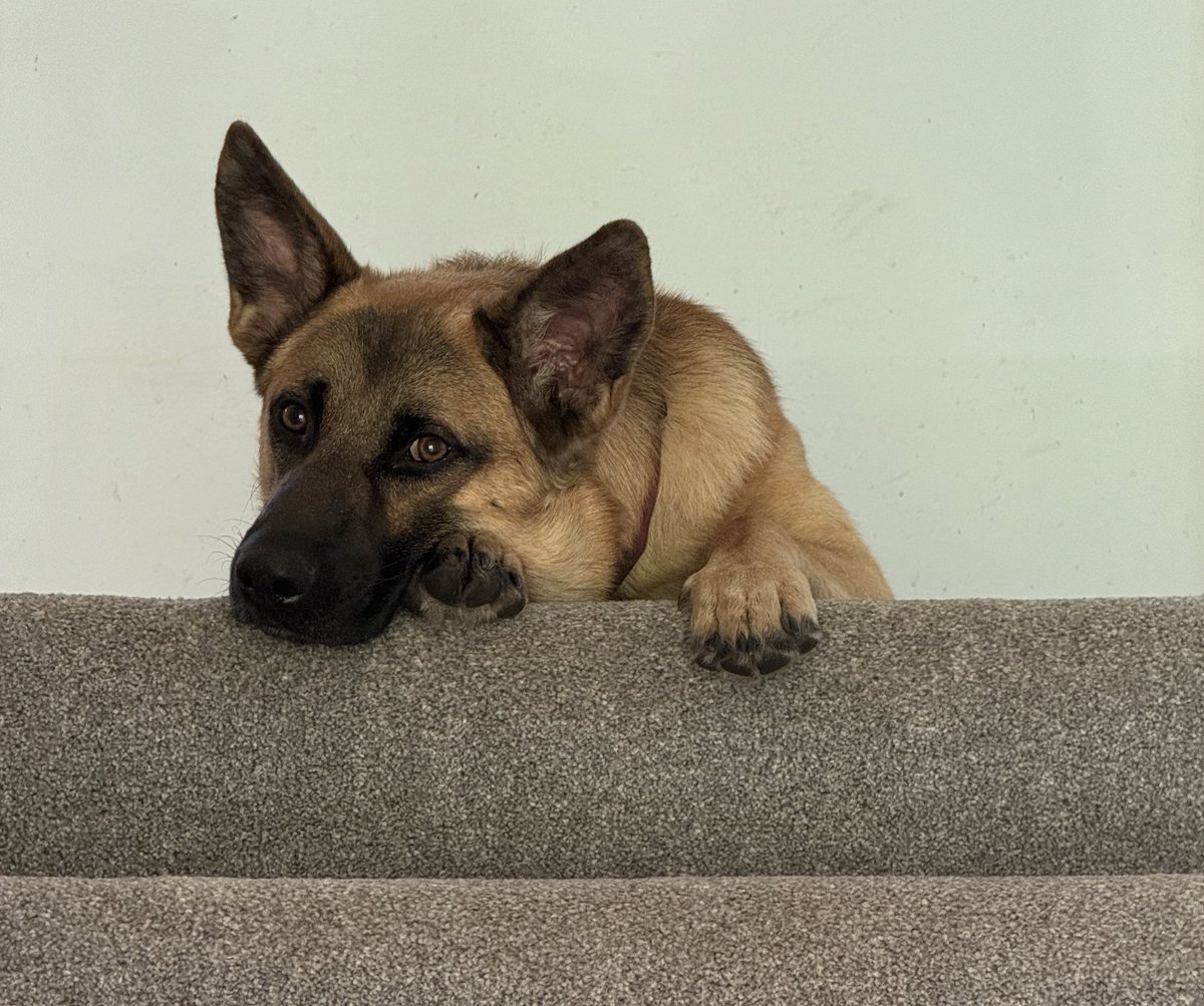 I hope you are having a better weekend than Griffin, who started a fight with his sister, got body-slammed and dragged around by the scruff of his neck, and is now sulking at the top of the stairs.