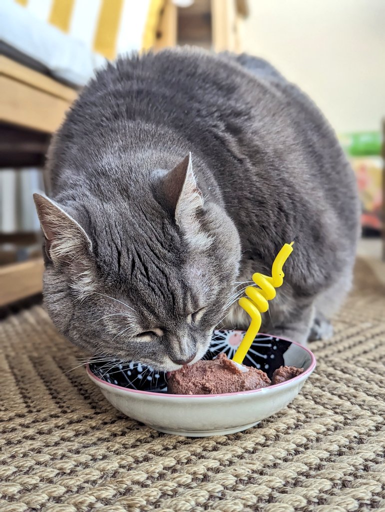 Mon premier bébé à eu 15 ans avant hier. 
Elle m'a adopté quand j'avais moi même 15 ans, j'ai officiellement passé la moitié de ma vie avec mon chat. 🥰
J'aurais jamais pu imaginer la voir se blottir un jour contre mon bébé humain à cet époque là.