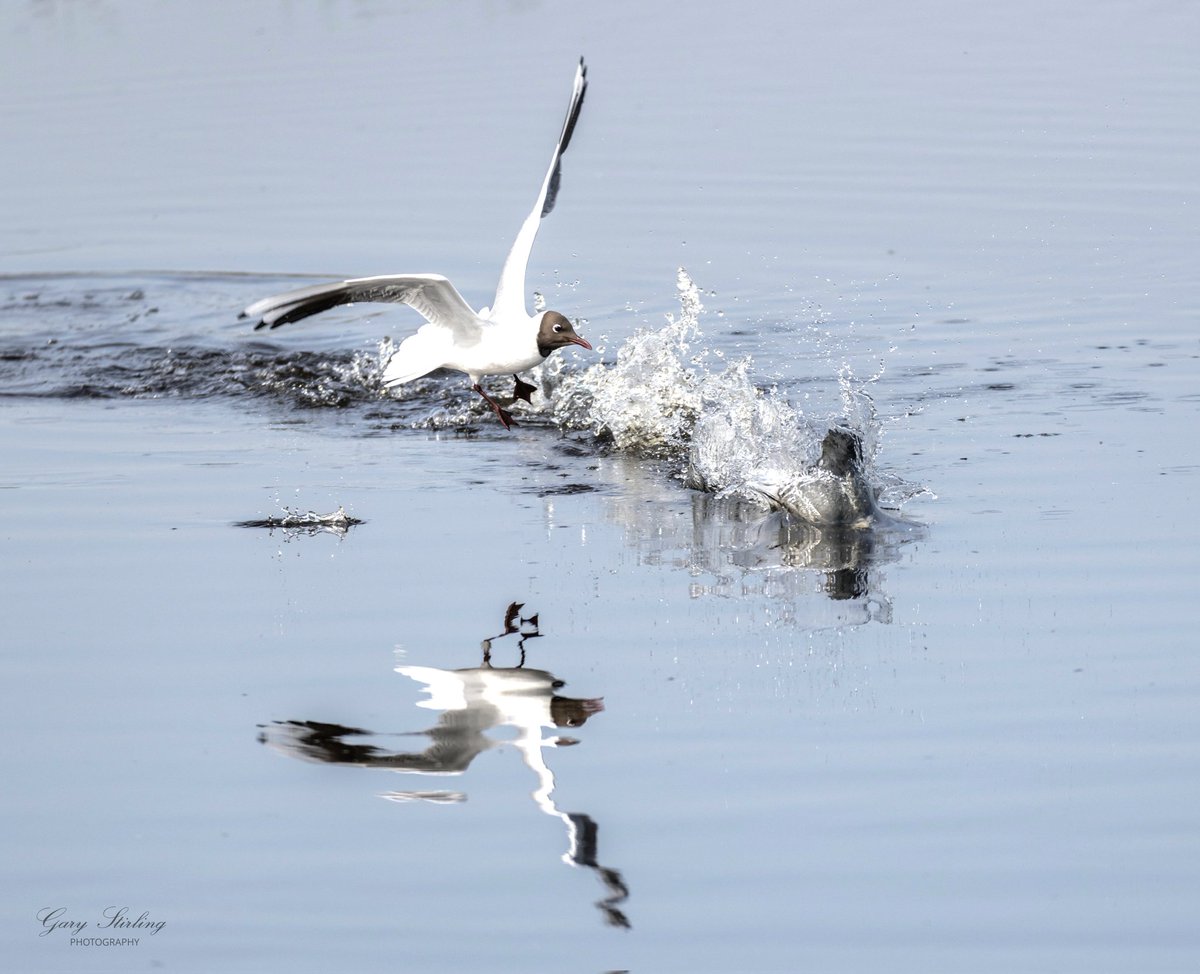 Morning! A relaxing Sunday morning today. Here's a black headed gull harassing a tufted duck (I think). @Natures_Voice @RSPBScotland @VisitLochLeven