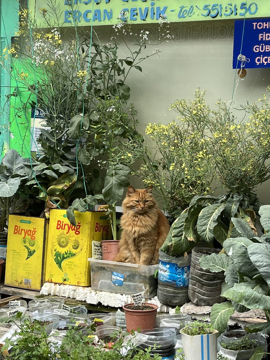 Günaydın sarı bela kedi çiçeği 💘