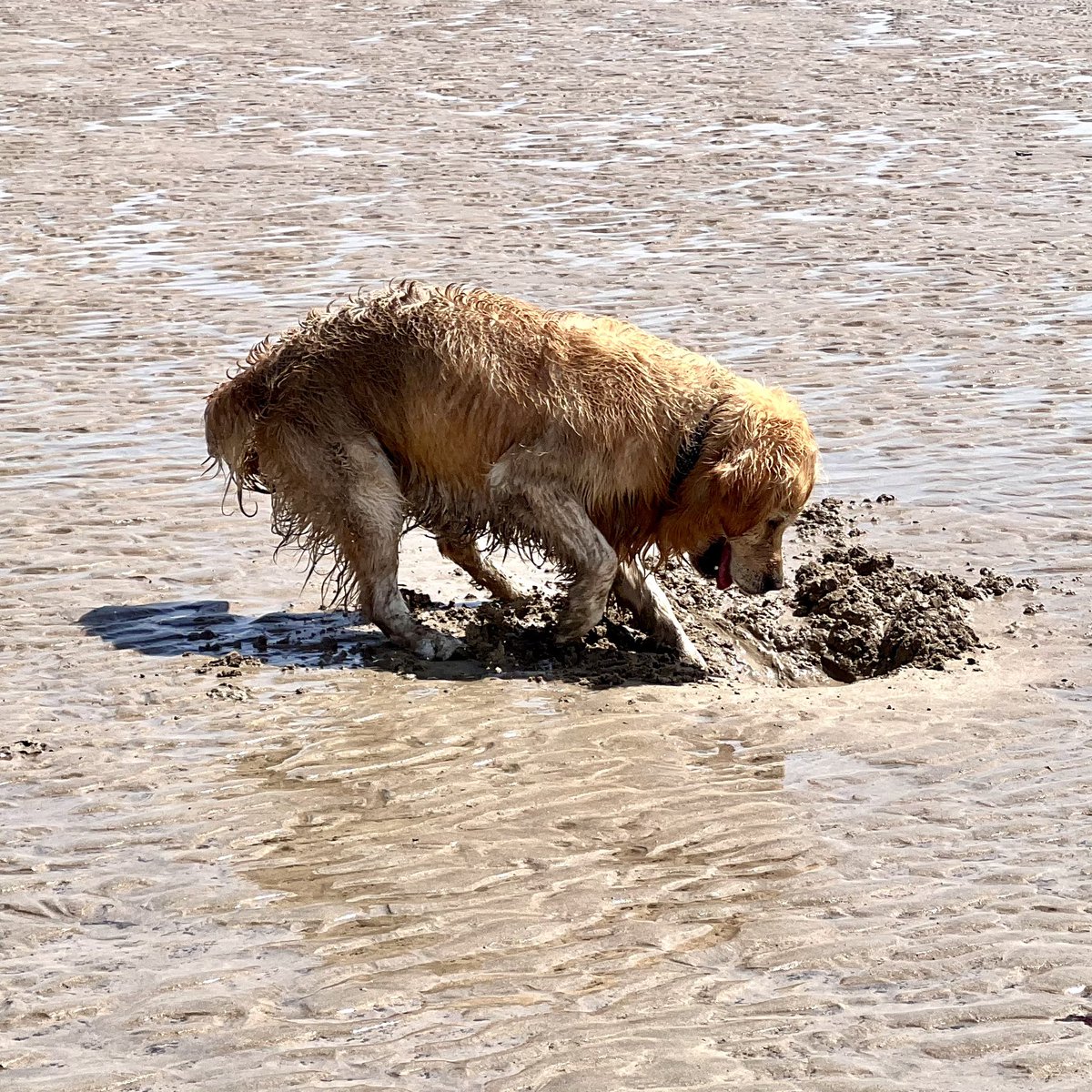 Dogs dig beaches ❤️