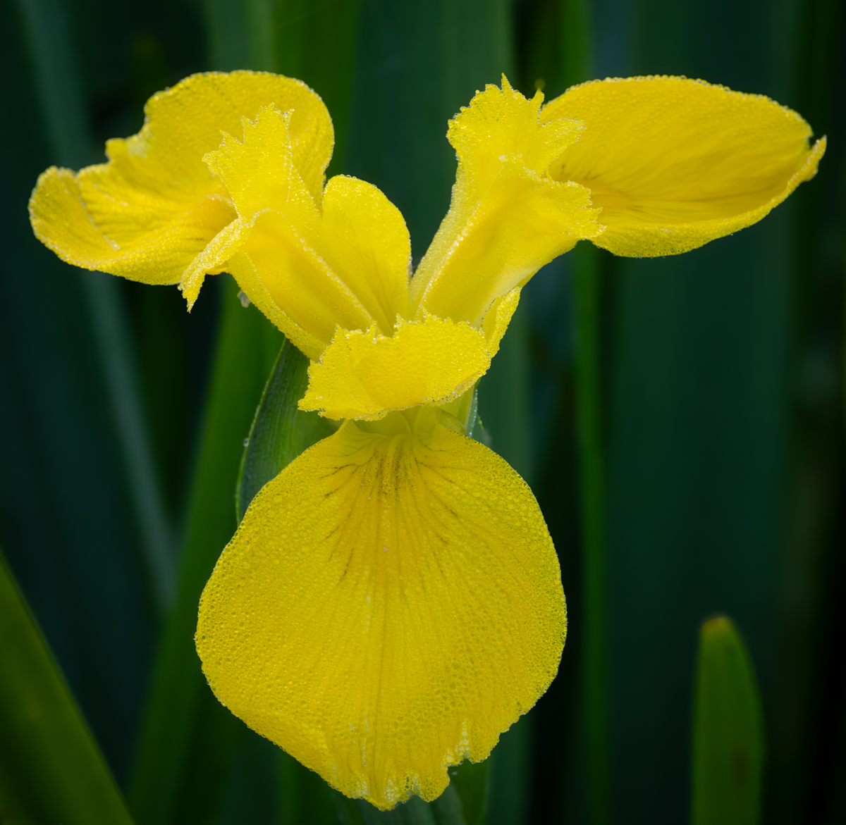 Yellow Iris 
#SundayYellow #Flowers