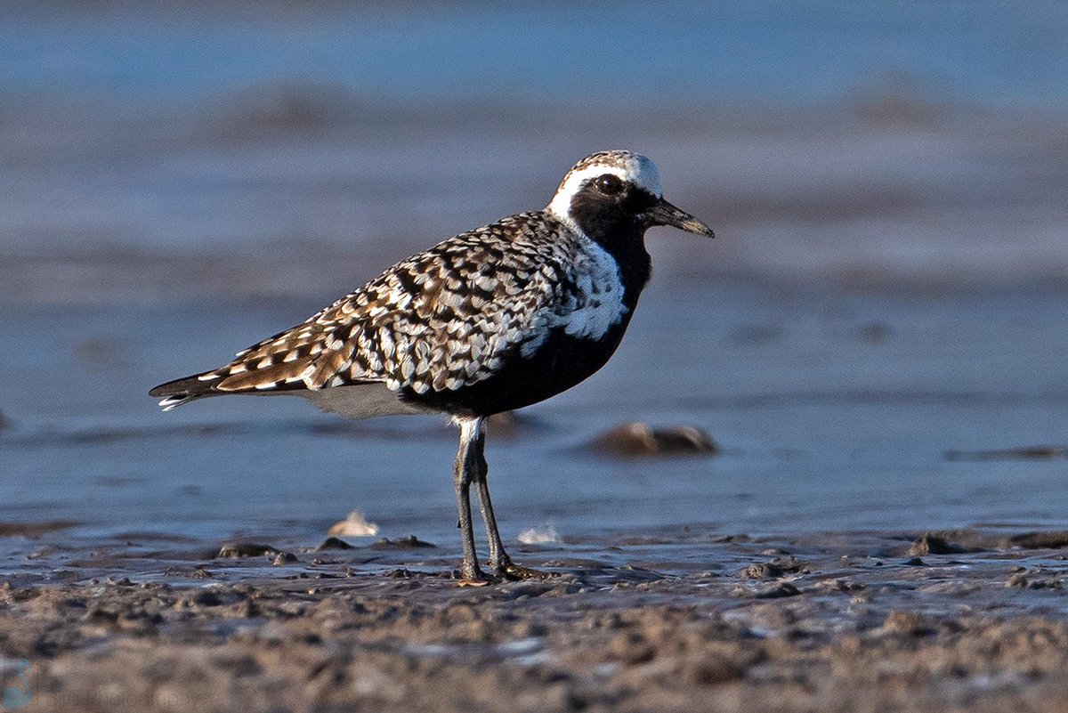 Black-bellied Plover (Pluvialis squatarola) also known as Grey Plover was seen in its breeding plumage here near Mumbai City, India All we know they are long distance migrants and soon will head to their breeding grounds They are monogamous and pair for several years #IndiAves