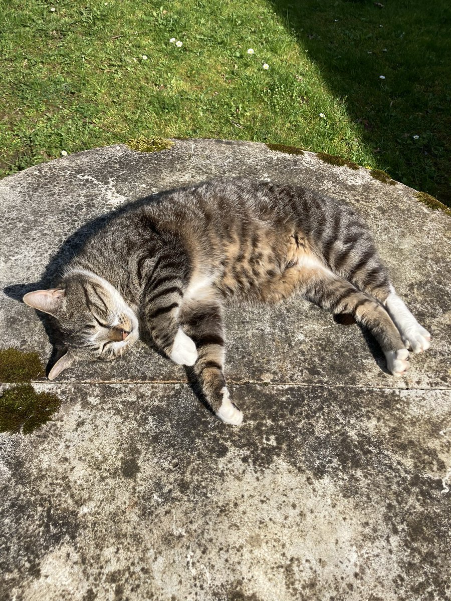 🐈 Schönen Sonntag 🐈 #katze #sonne #brunnen #püchau