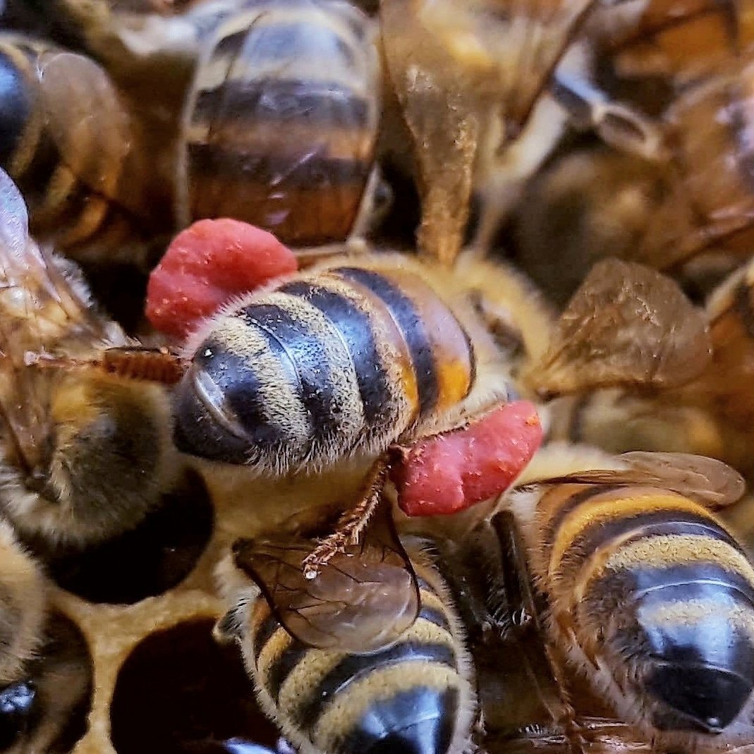 Prachtige opname van de honingbij met pollen van de red chestnut aan haar pootjes ❤ #pollinators #heemstede #honeybees #bijen #honingbijen