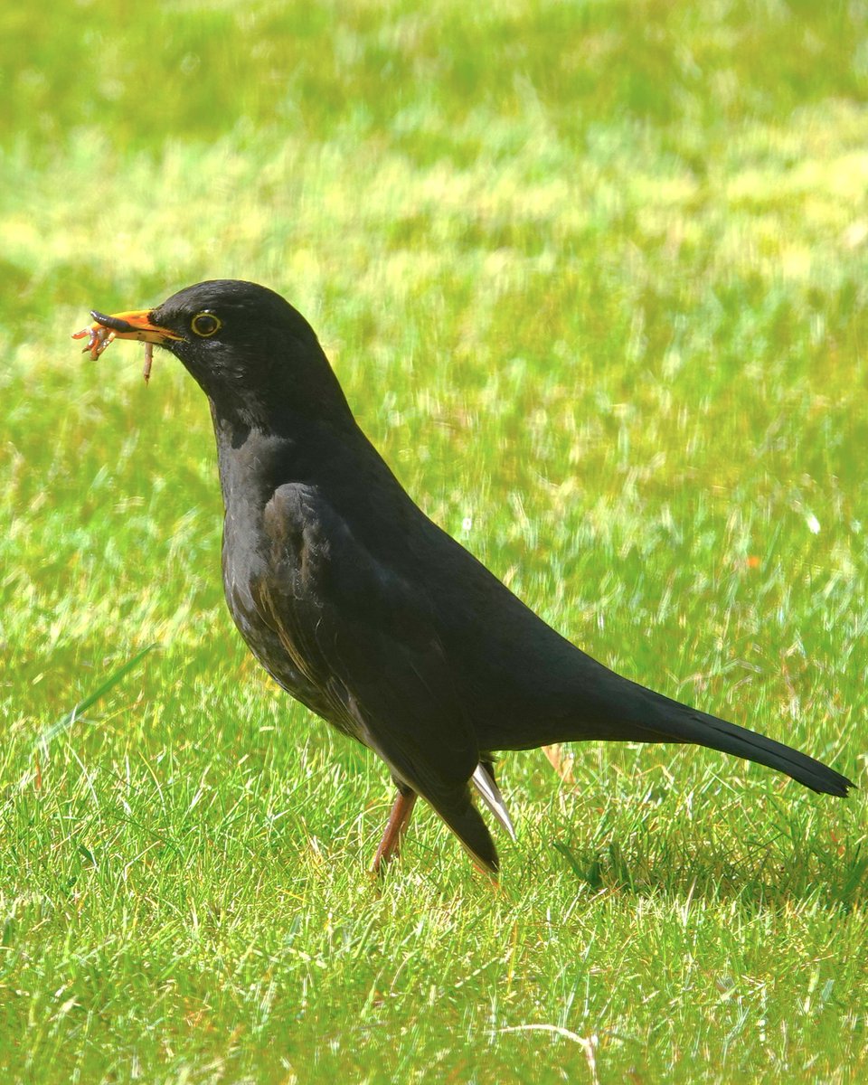 Blackbird with its beak full of worms.
#blackbirds #birds #BirdPhotography #wildlife #WildlifePhotography #NaturePhotography #photography #birding #TwitterNatureCommunity #BirdsOfTwitter #Telford #Shropshire #NatureLovers #blackbird