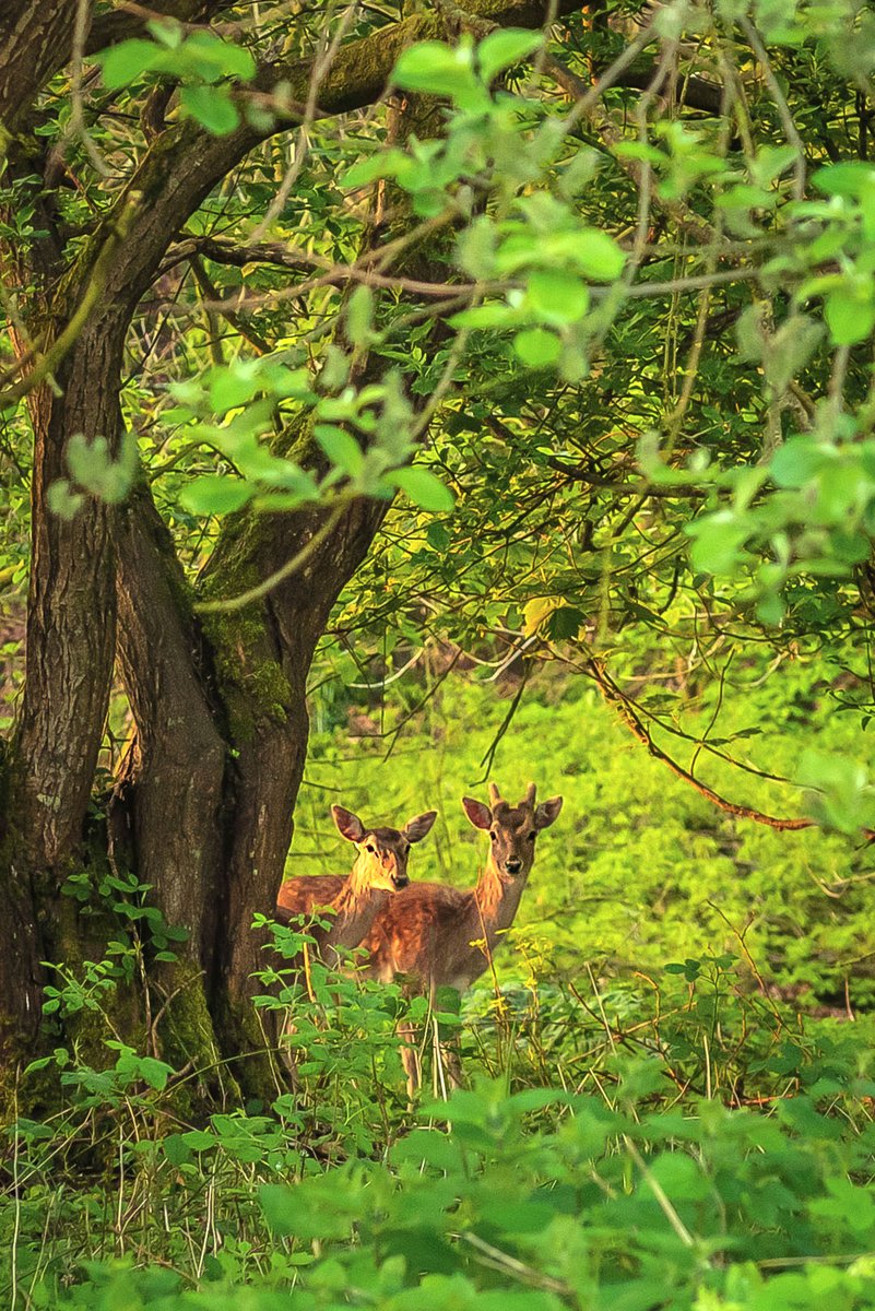 Shy locals near Oakworth Station 5:45am.
When you are out early in the morning, it's not unusual to see these fallow deer, although there were 5 of them today, the most I've seen together. Muntjac and roe deer are also resident in the Worth Valley.