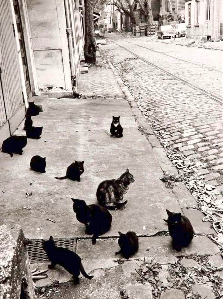 Robert Doisneau. Les chats de Bercy 1970.