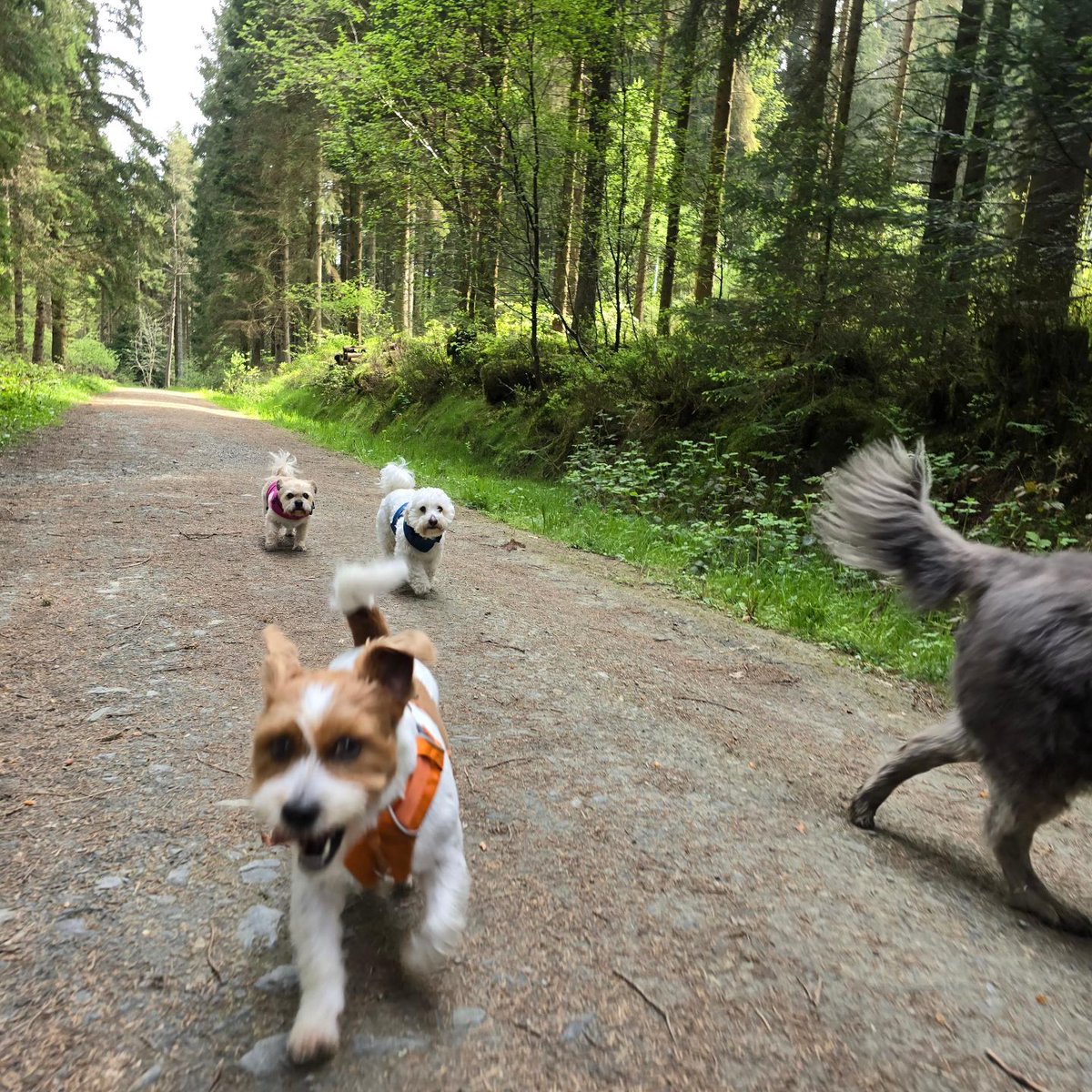 Fun pack walk with our pals yesterday ❤️🐶🐾🌲🏴󠁧󠁢󠁷󠁬󠁳󠁿🪵 #dogsofX