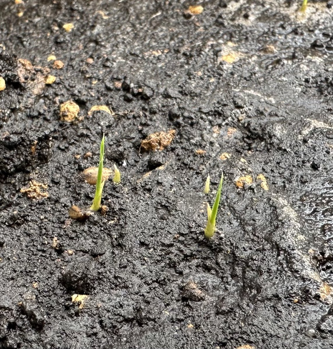 芽が出てきたぞー 嬉しい😆🌱