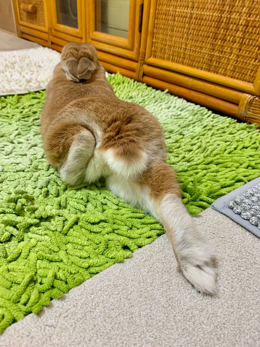 変なポーズ🍑

#けつようび
#うさぎ
#ネザーランドドワーフ