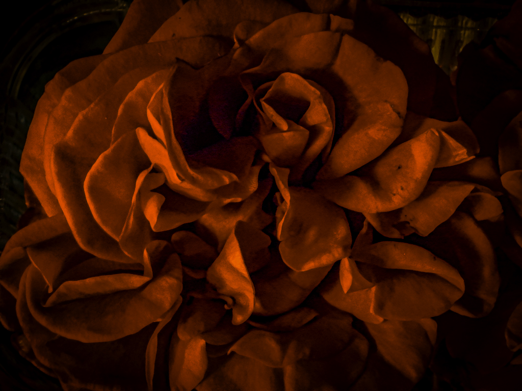 @DailyPicTheme2 #Aromatic fragrance of fresh cut roses.